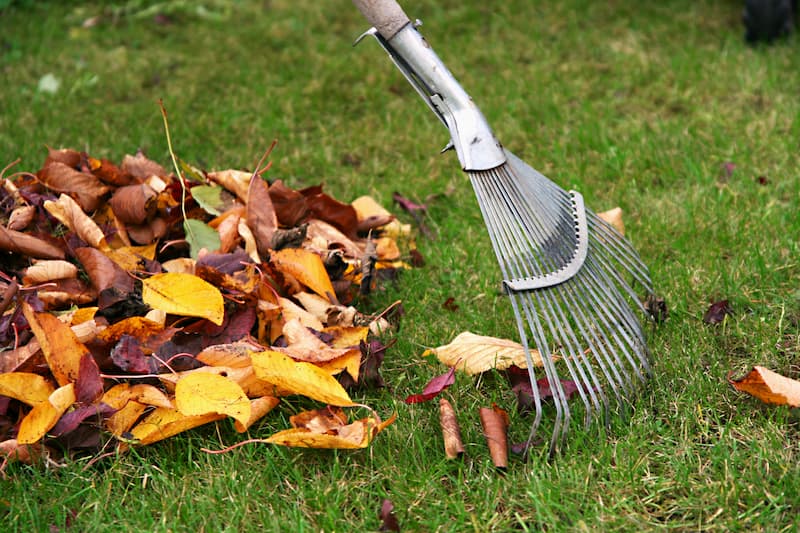 Leaf Removal example 5
